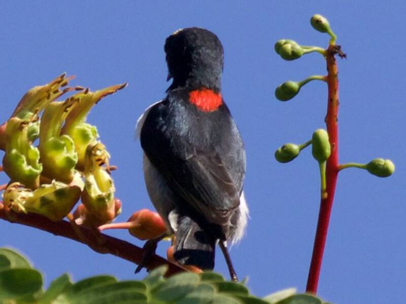 Scarlet-collared Flowerpecker