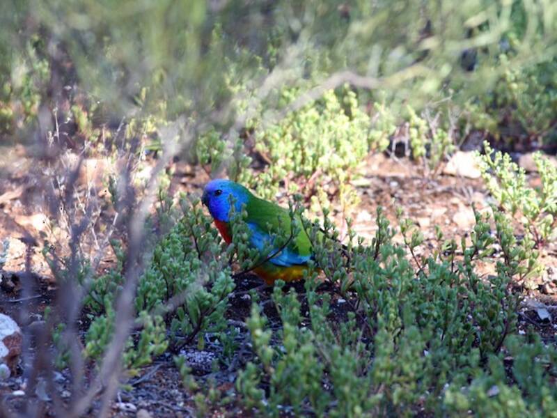 Loro Pechiescarlata