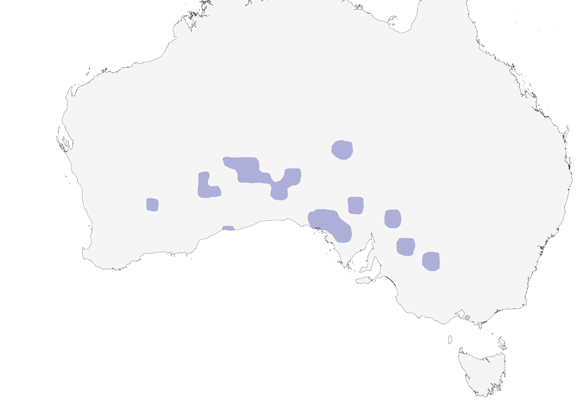 Parrocchetto pettoscarlatto, Distribuzione 1