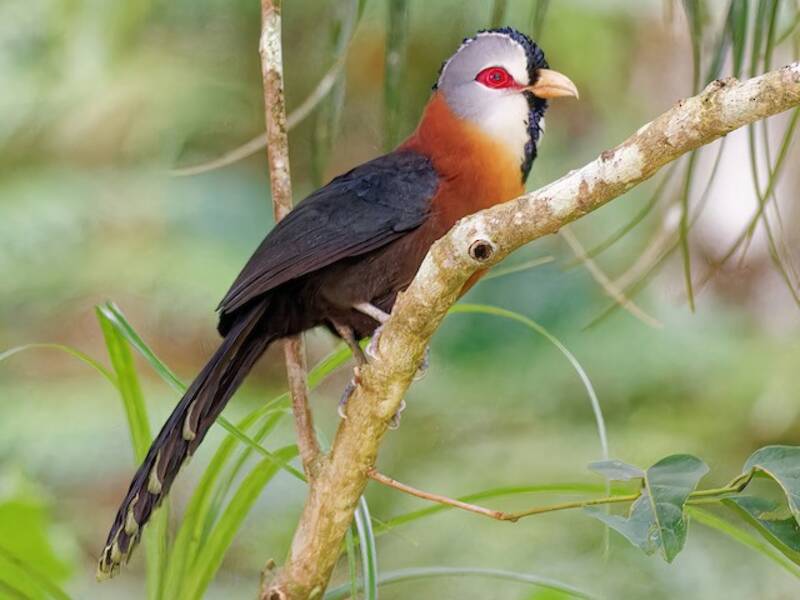 Malcoha piuma squamata