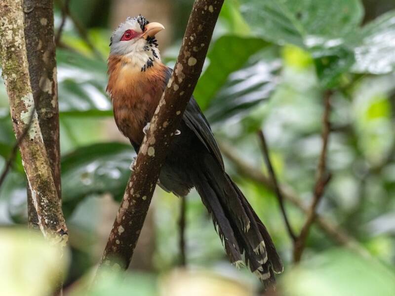 Malcoha piuma squamata, Foto 2