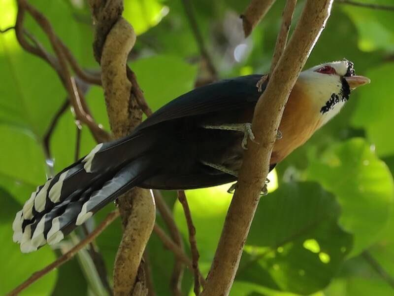 Malcoha piuma squamata, Foto 3