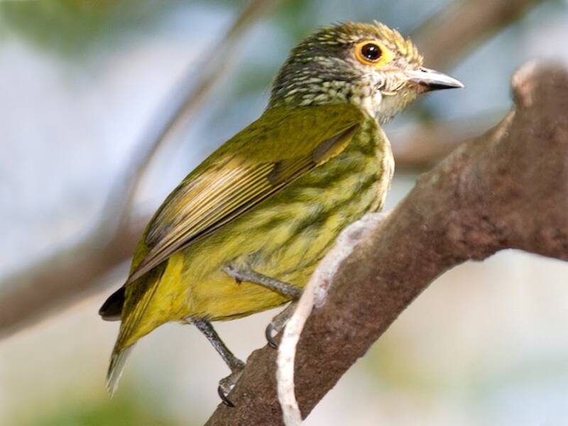 Schlegel-Lappenvogel, Fotos 2