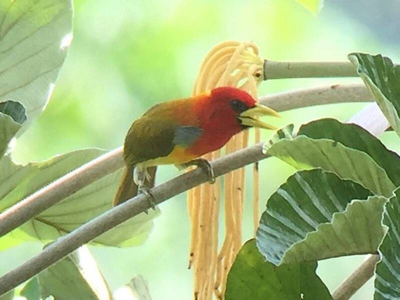 Rotkappenbartvogel, Fotos 4