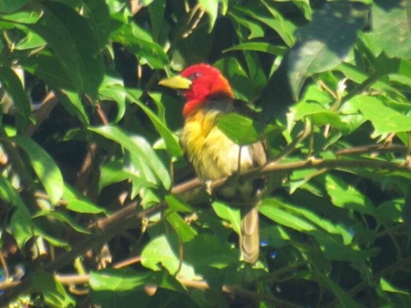 Rotkappenbartvogel, Fotos 3