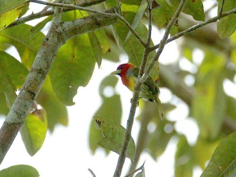 Scarlet-hooded Barbet