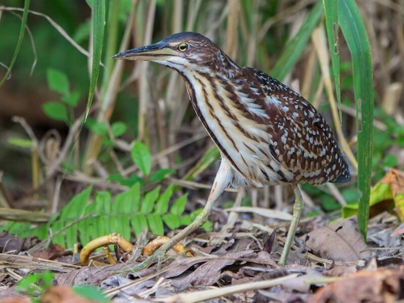 Schrenck's Bittern
