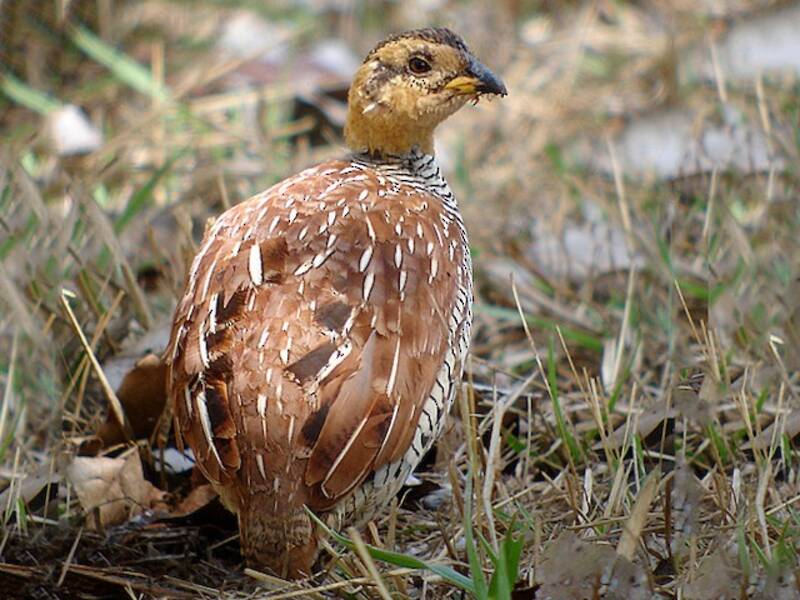 Francolin de Schlegel