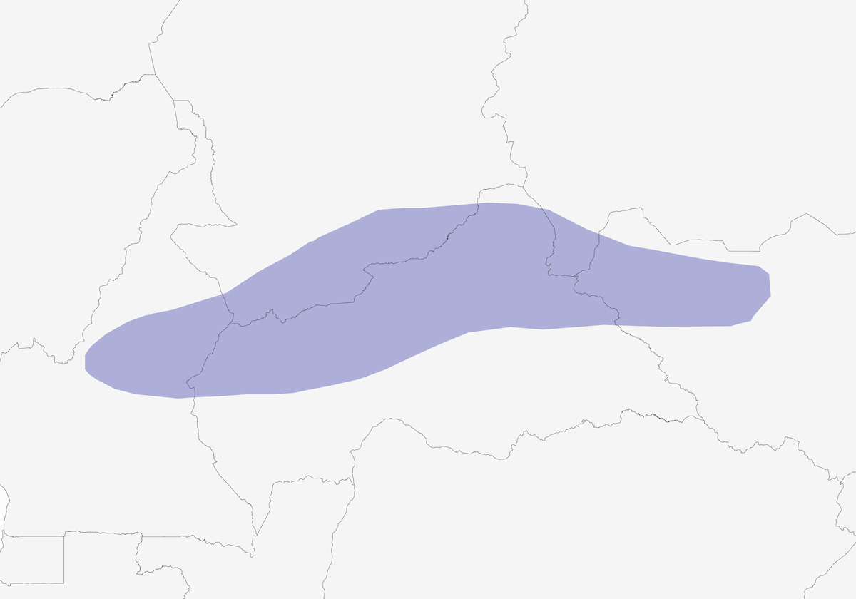 Francolino di Schlegel, Distribuzione 1