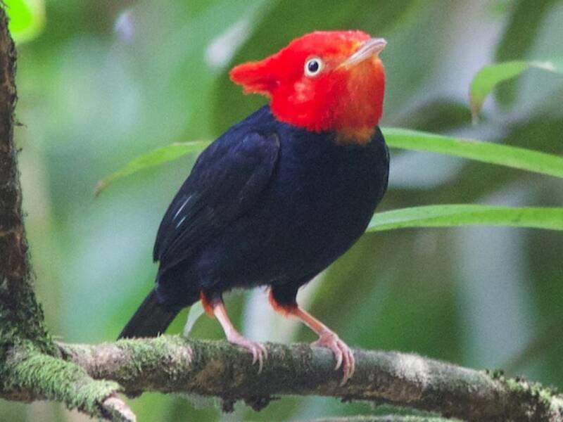 Scarlet-horned Manakin, Photos 1