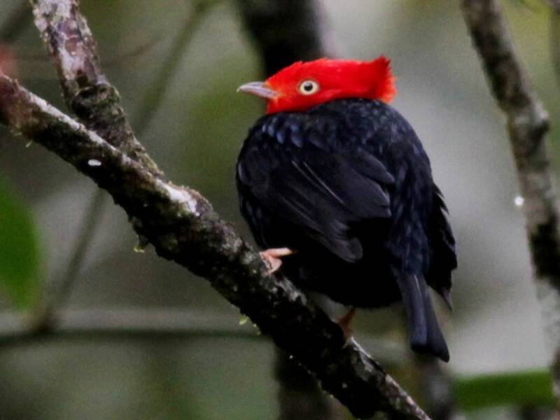 Scarlet-horned Manakin, Photos 2