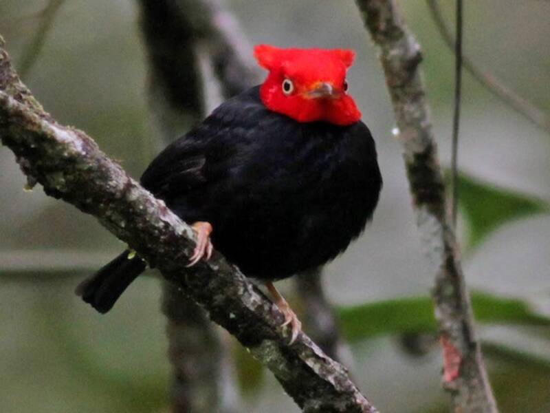 Scarlet-horned Manakin, Photos 3