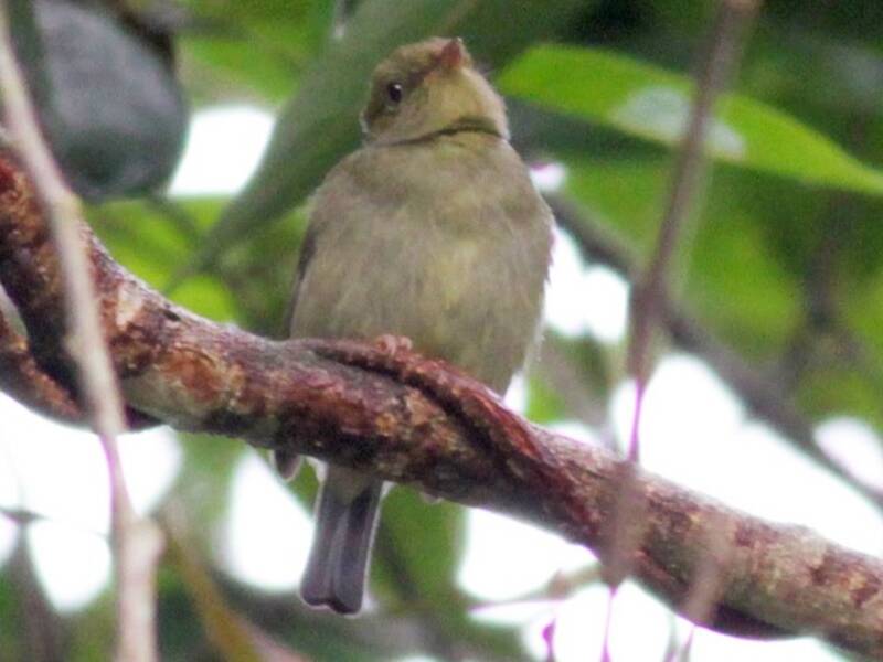 Scarlet-horned Manakin, Photos 4