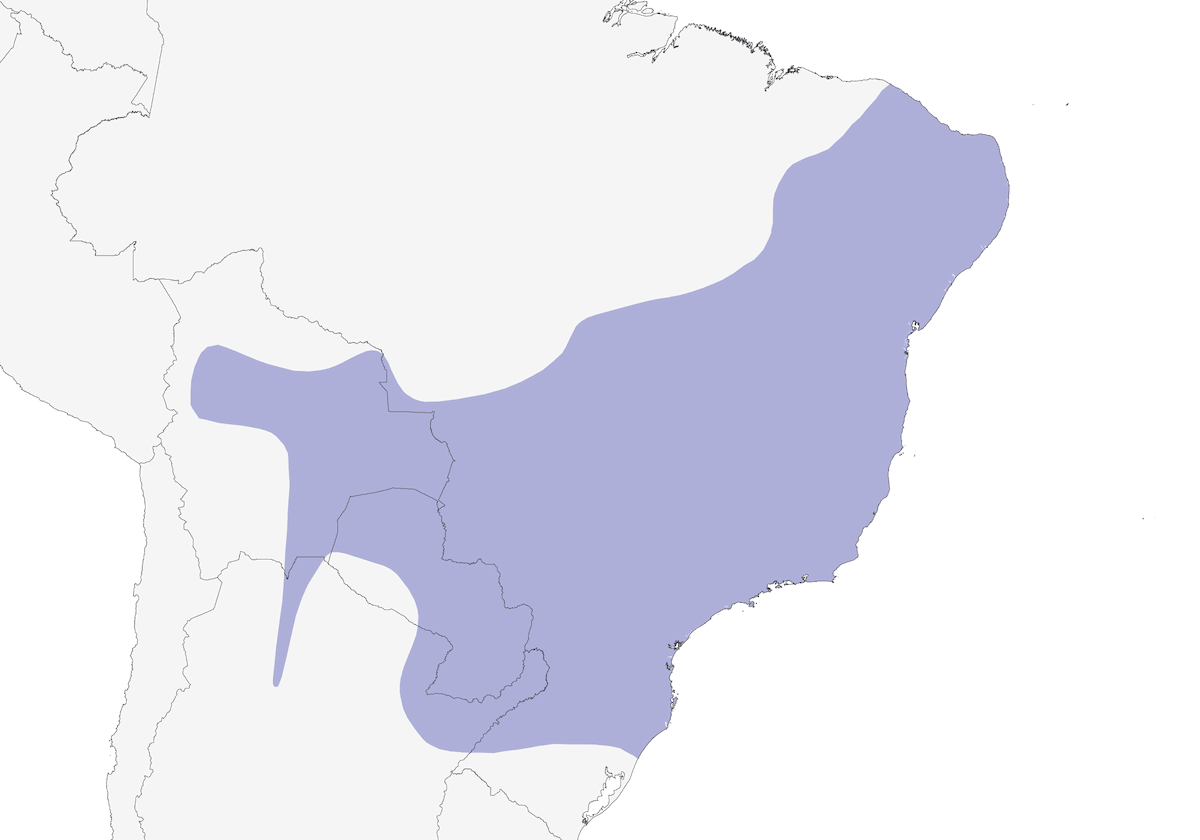 Pione chalcoptère, Distribution 1