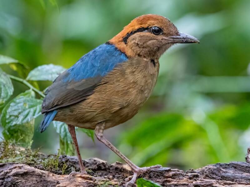Schneiders Pitta, Fotos 3