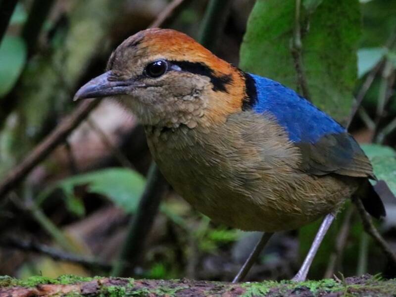 Schneiders Pitta, Fotos 4