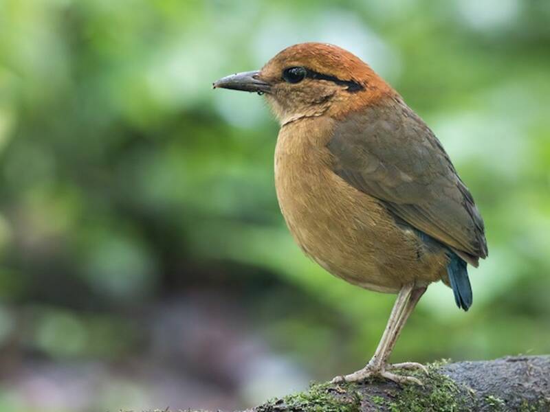 Schneiders Pitta