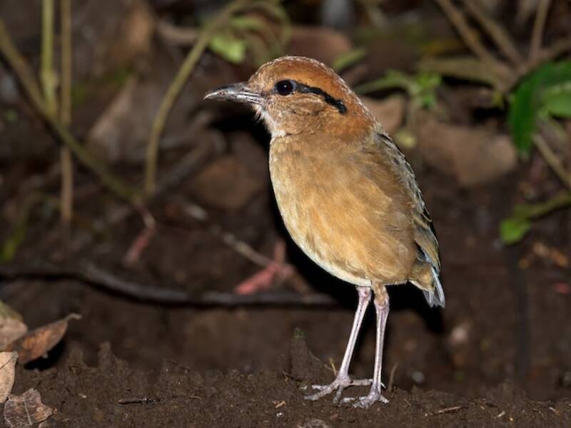 Schneiders Pitta, Fotos 2