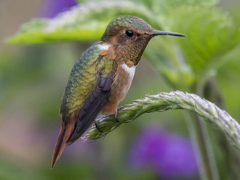 Colibrì scintillante, Foto 4
