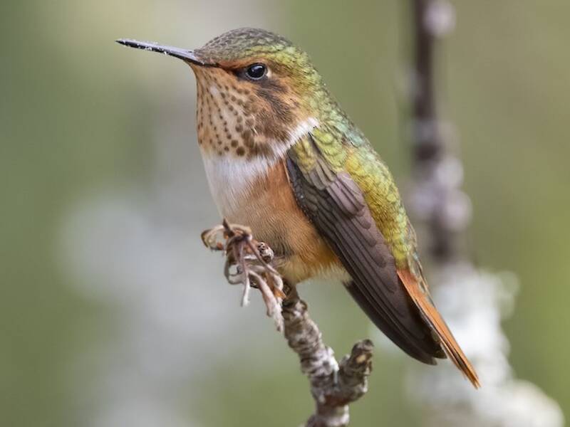 Colibrì scintillante, Foto 3