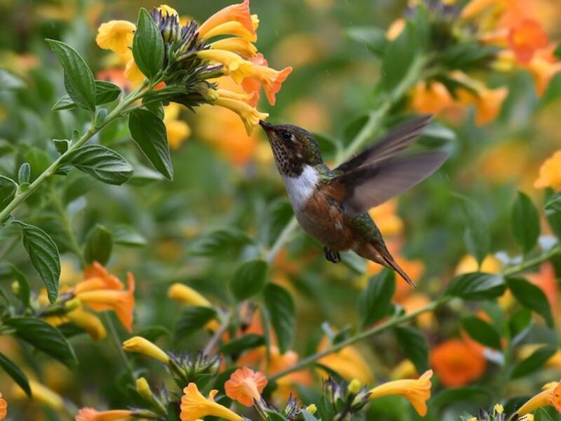 Colibrì scintillante, Foto 2