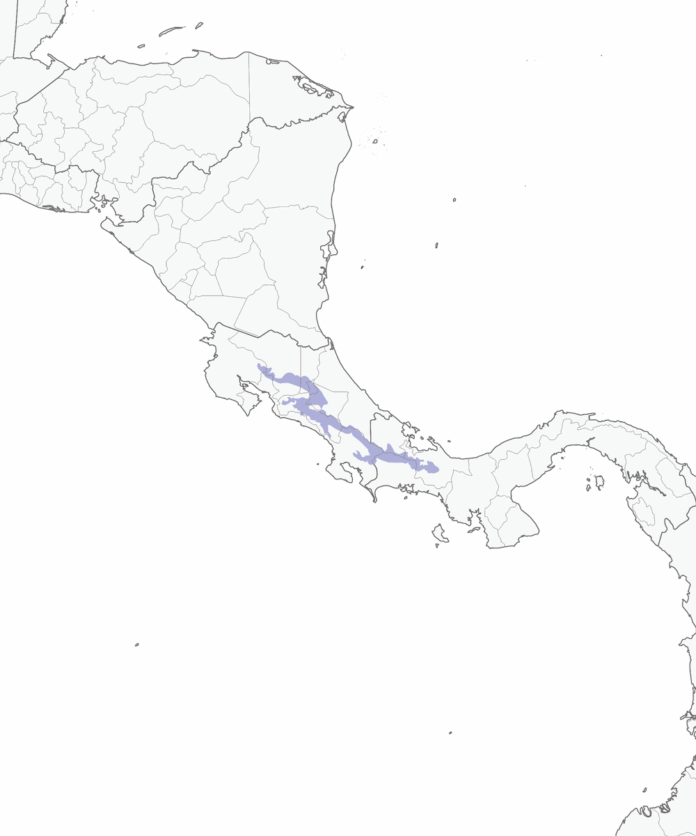 Colibrì scintillante, Distribuzione 1