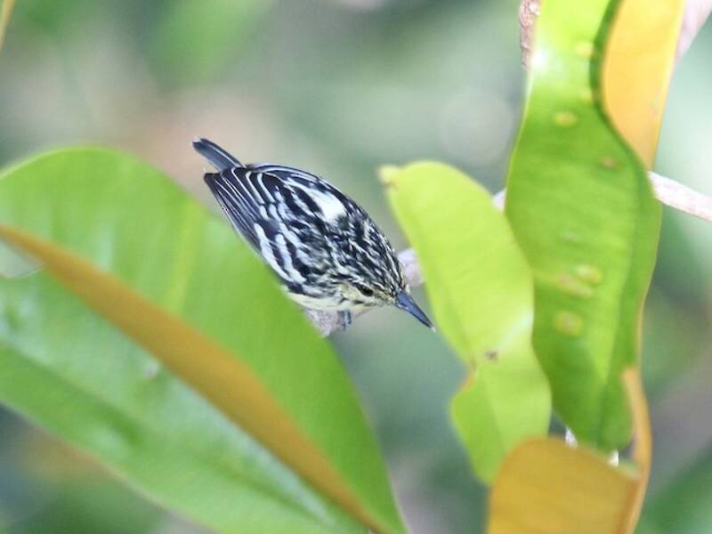 Sclater's Antwren, 照片 2