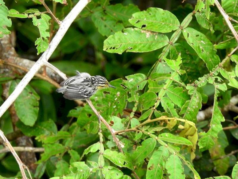 Sclater's Antwren, 照片 3