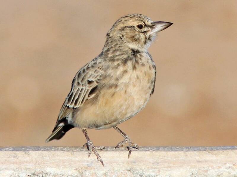 Sclater's Lark, Photos 2