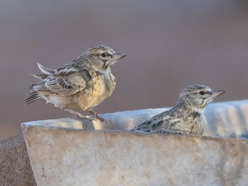Sclater's Lark, Photos 3
