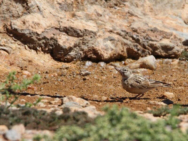 Sclater's Lark