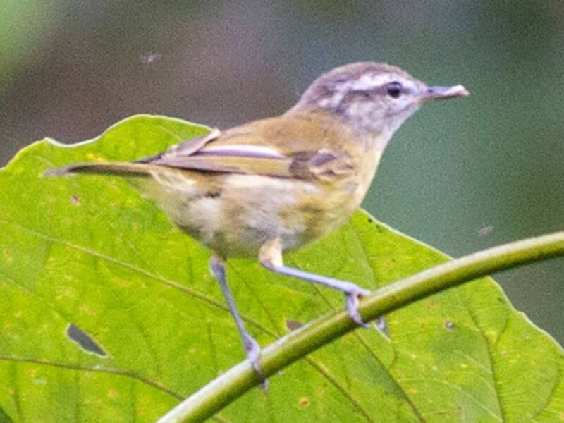 Makira Leaf Warbler