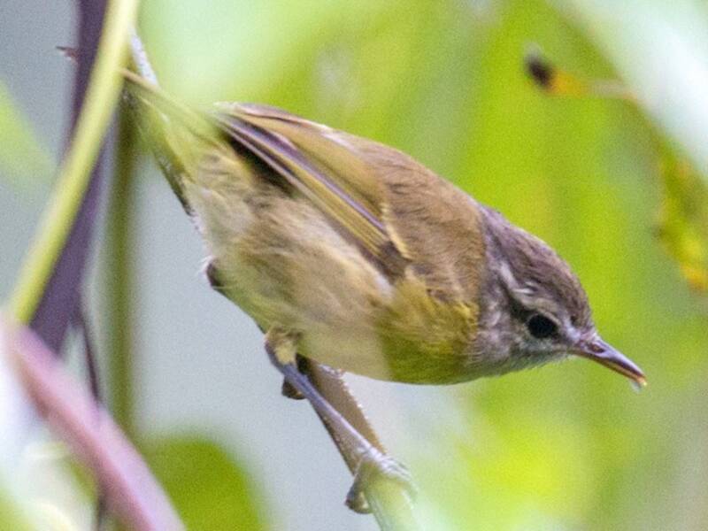 Luì di Makira, Foto 3