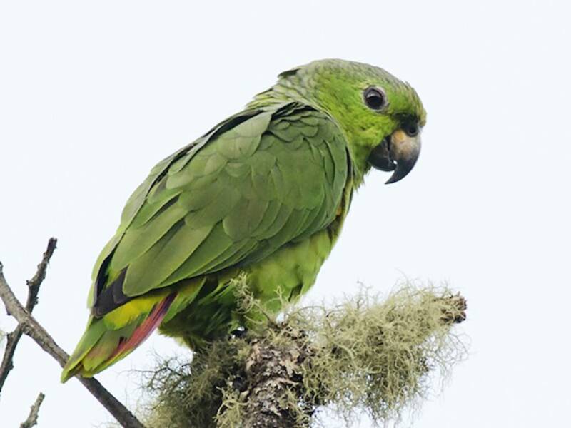 Amazona nuquiescamada