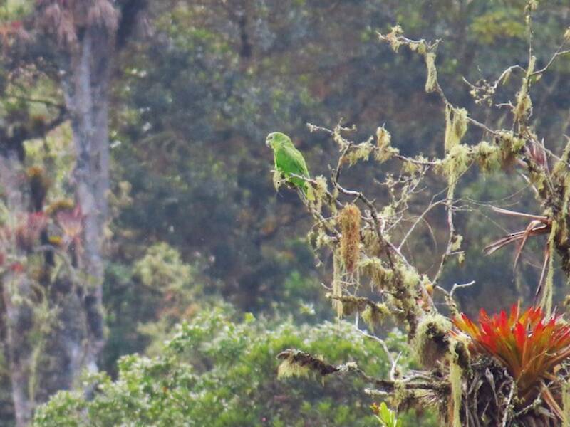 Amazona nuquiescamada, Fotos 4
