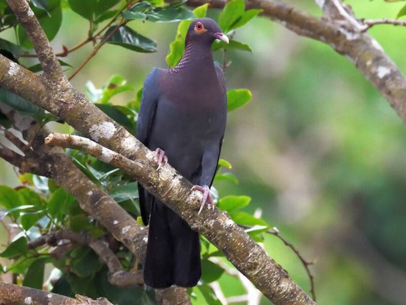 Scaly-naped Pigeon, Photos 2