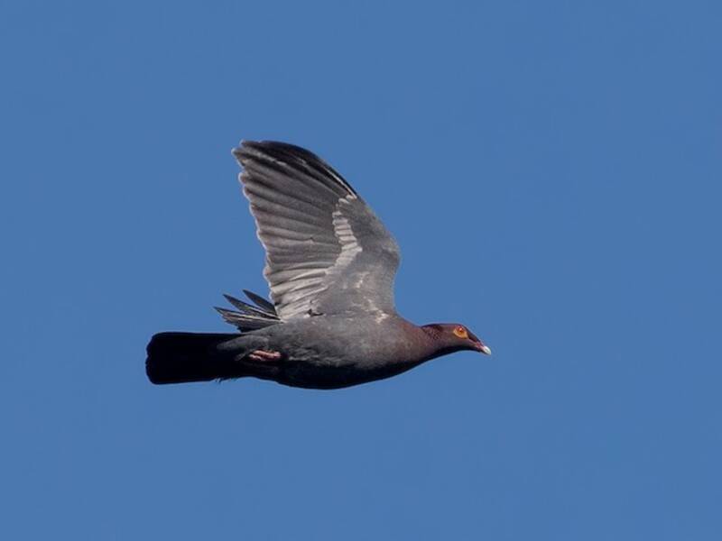 Scaly-naped Pigeon