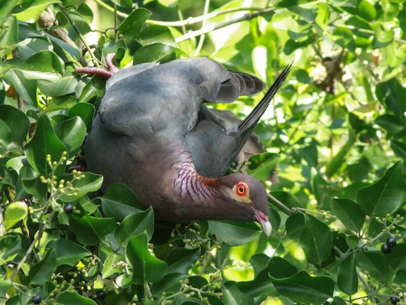 Scaly-naped Pigeon, Photos 3