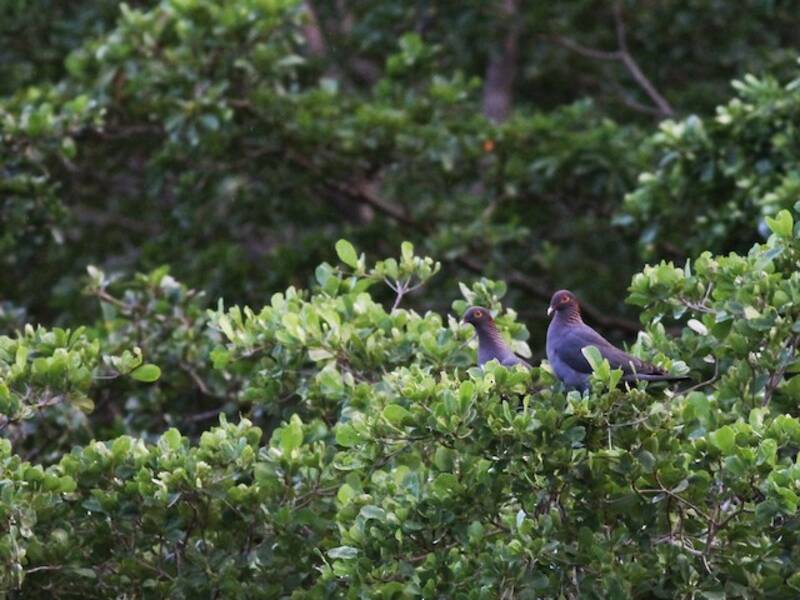 Scaly-naped Pigeon, Photos 4