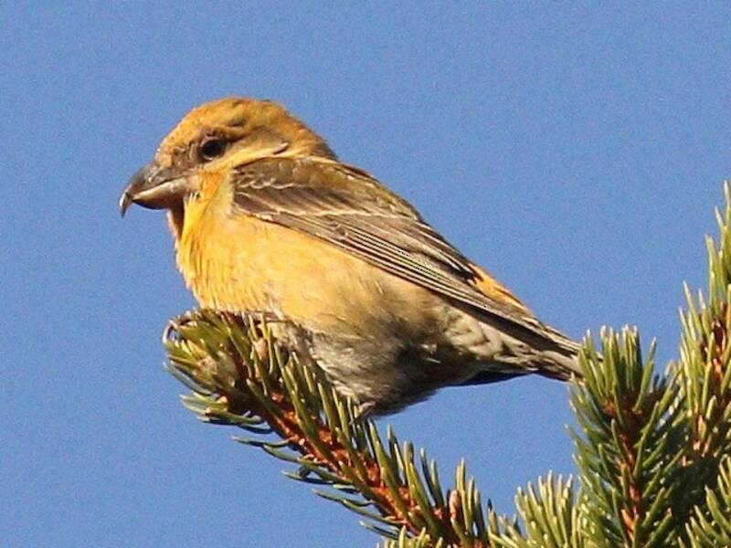 Scottish Crossbill