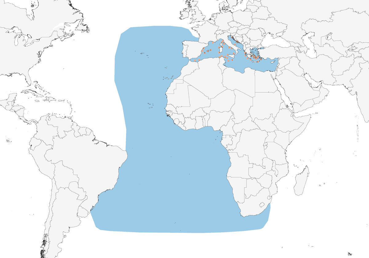 Pardela Cenicienta, Distribución 1