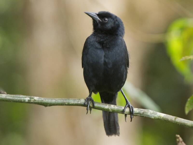 Scrub Blackbird, 照片 3