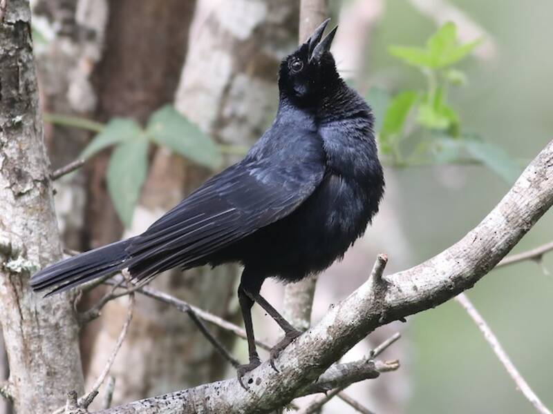 Scrub Blackbird, 照片 2