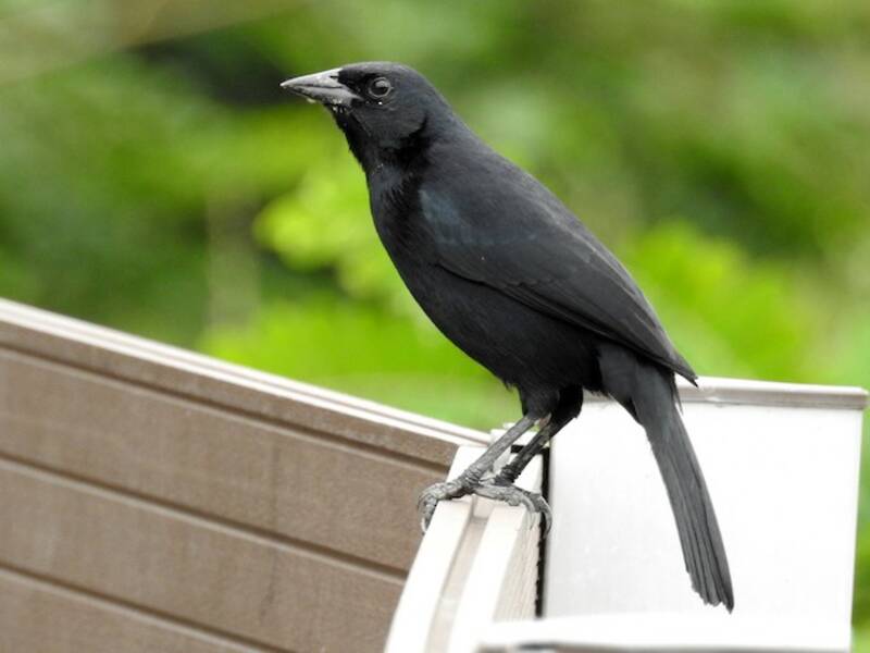 Scrub Blackbird, 照片 4