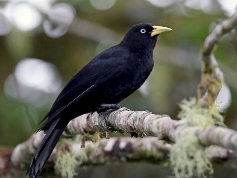 Scarlet-rumped Cacique, 照片 3