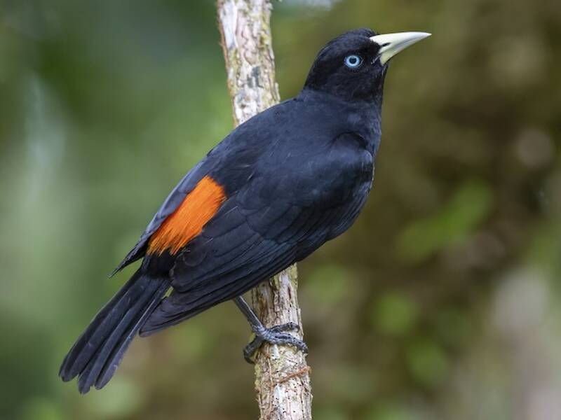 Scarlet-rumped Cacique, 照片 2