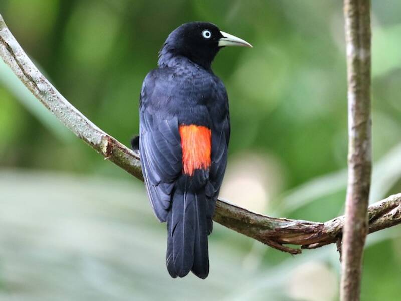 Scarlet-rumped Cacique, 照片 4