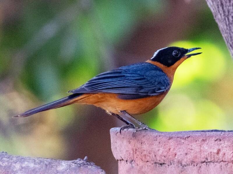 Usignolo corona bianca, Foto 2