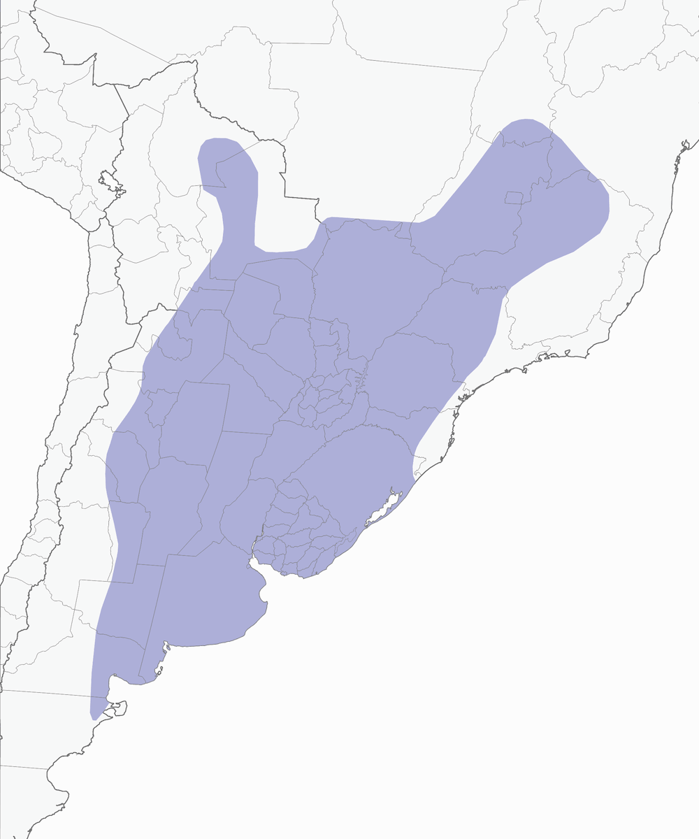 Tordo Chillón, Distribución 1