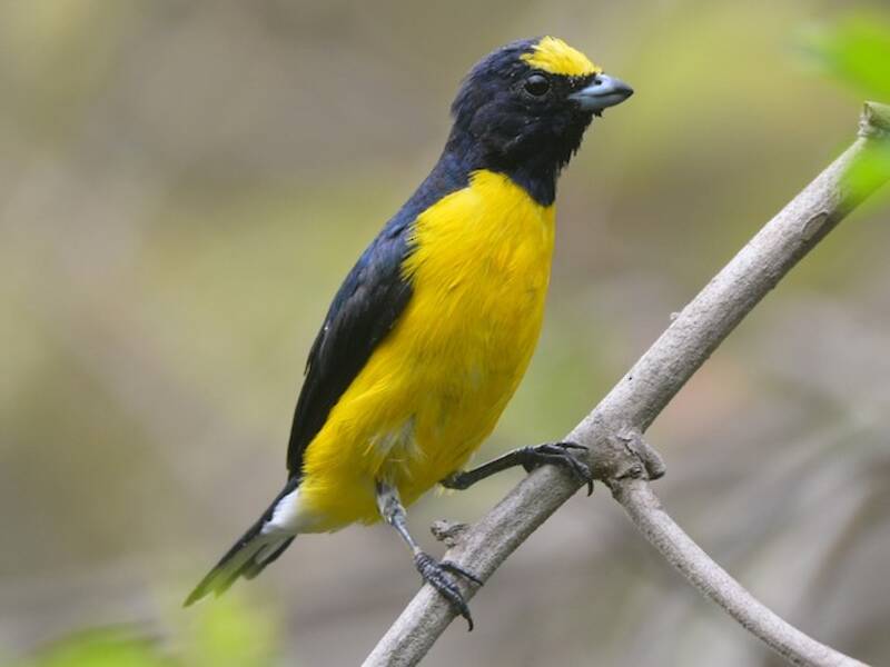 Euphonia de Vieillot